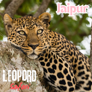 Leopard Safari Jaipur